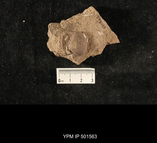 Astartella sp.