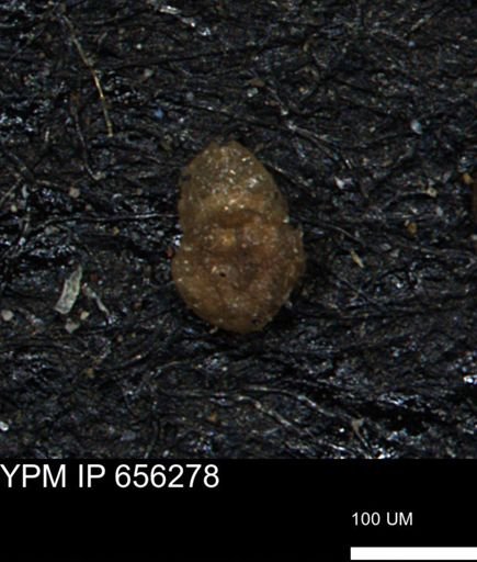 Ammobaculites euides