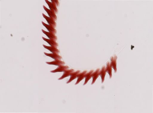 Flabellina salmonacea