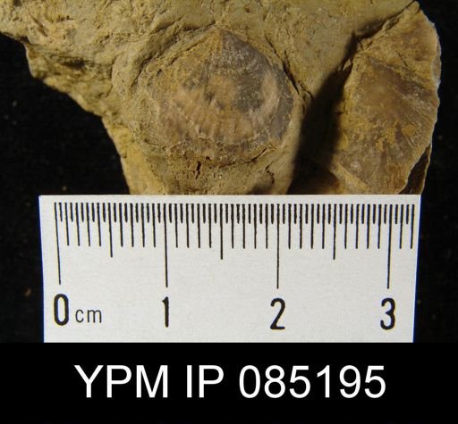 Atrypa reticularis