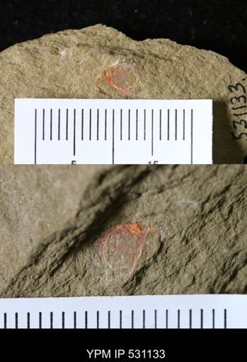 Chauvelicystis sp.