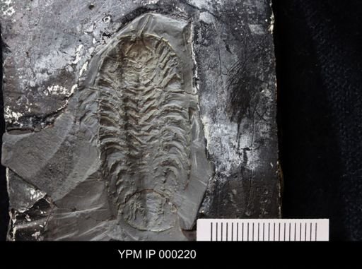 Triarthrus eatoni