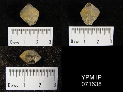 Merista tennesseensis