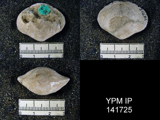Athyris cf. subexpansa