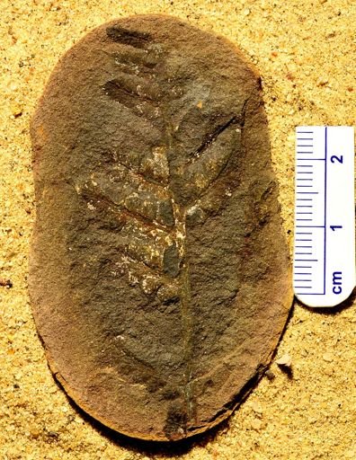 Pecopteris