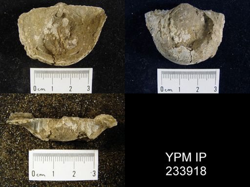 Linoproductus sp.