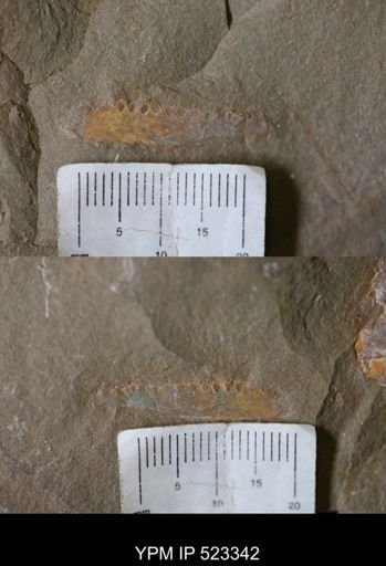 undet. Arthropoda