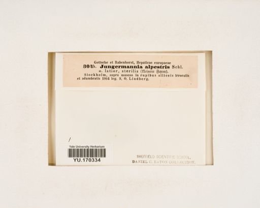 Plantae