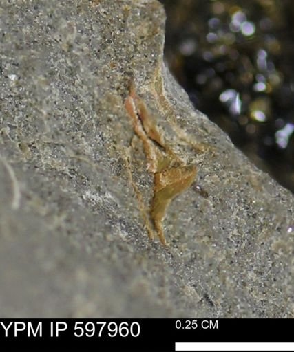 Limopsis striatopunctatus