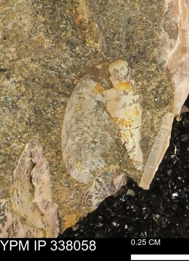 undet. Bivalvia