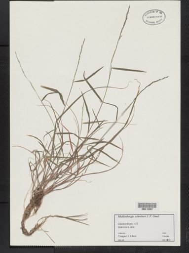 Muhlenbergia schreberi