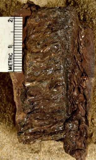 Lepidostrobus sp.