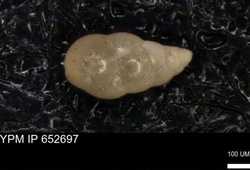 undet. Foraminiferida
