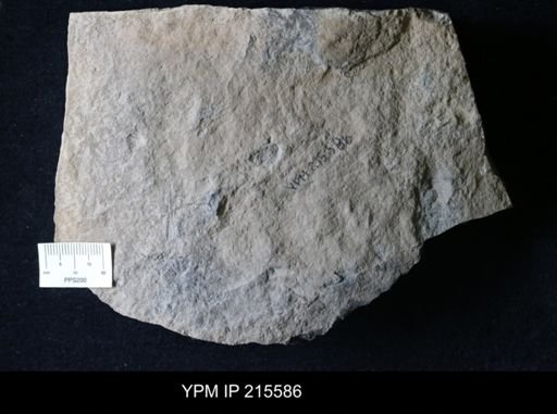 Erieopterus sp.