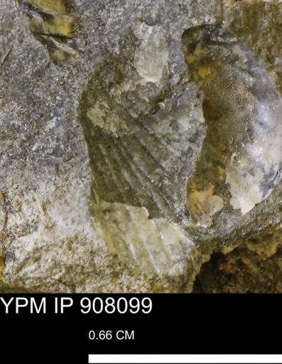 Oxytoma (Hypoxytoma) sp.