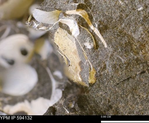 Limopsis? striatopunctatus