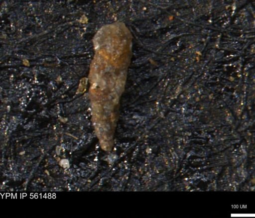Verneuilinoides hectori