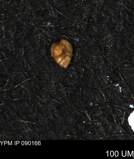 Verneuilina canadensis