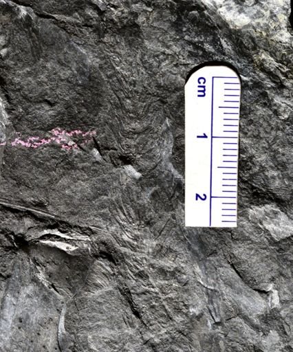 Asterophyllites sp.
