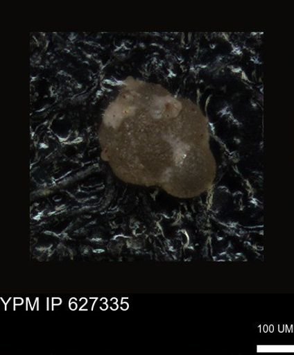 undet. Foraminiferida