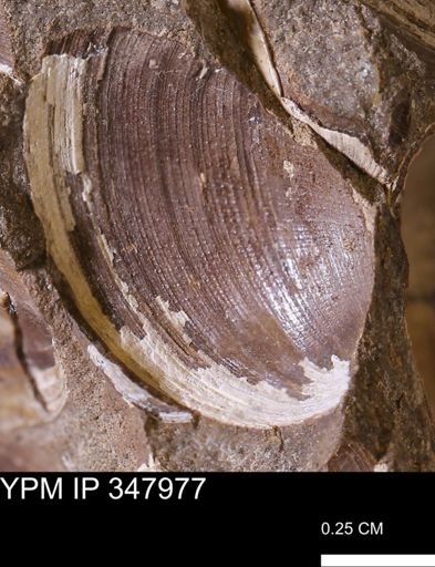 Limopsis striatopunctatus