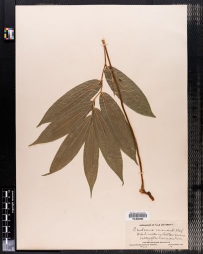 Maianthemum