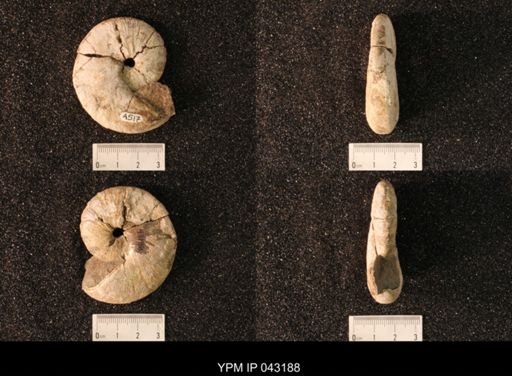 Hoploscaphites nicolletii