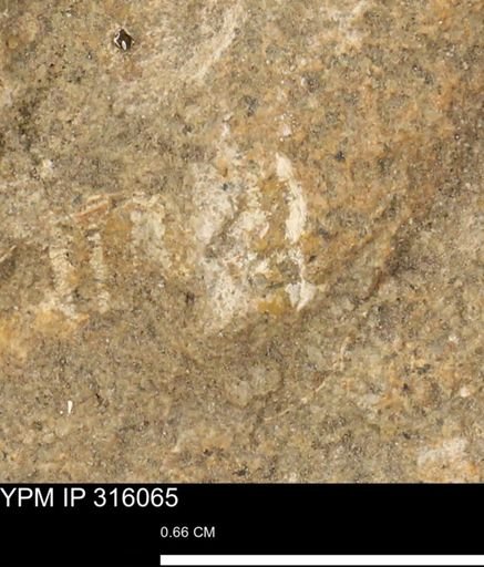 undet. Mollusca