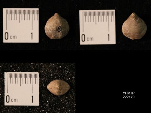 Composita lewisensis