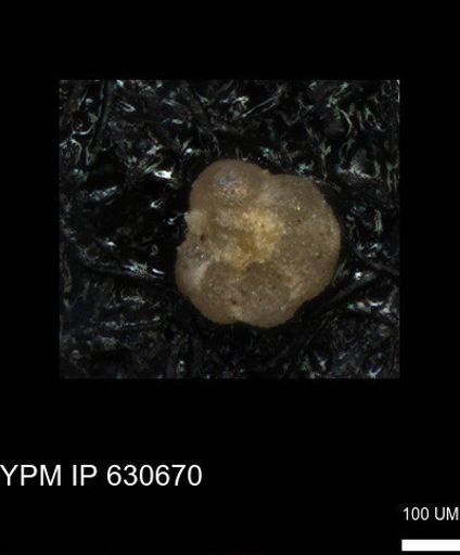 undet. Foraminiferida