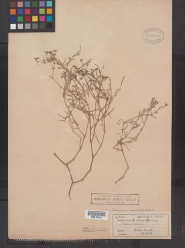 Spergularia marina