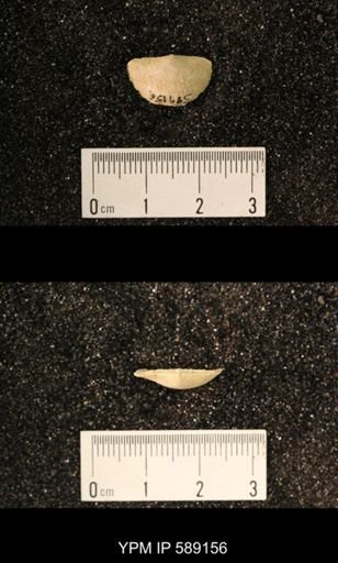 Sowerbyella sp.