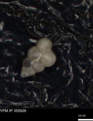 undet. Foraminiferida