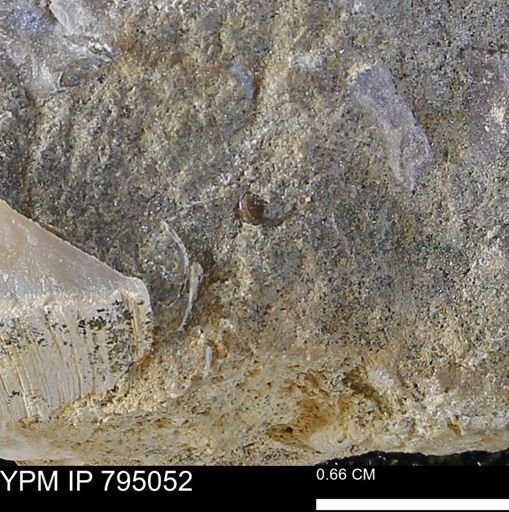 undet. Gastropoda