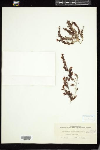 Sargassum polycystum