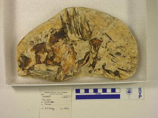 undet. Actinopterygii