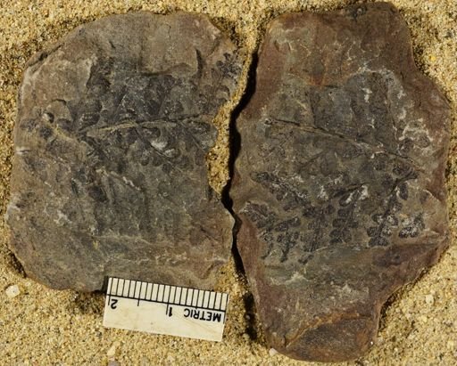 Pecopteris