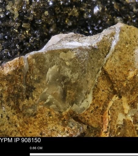 undet. Mollusca