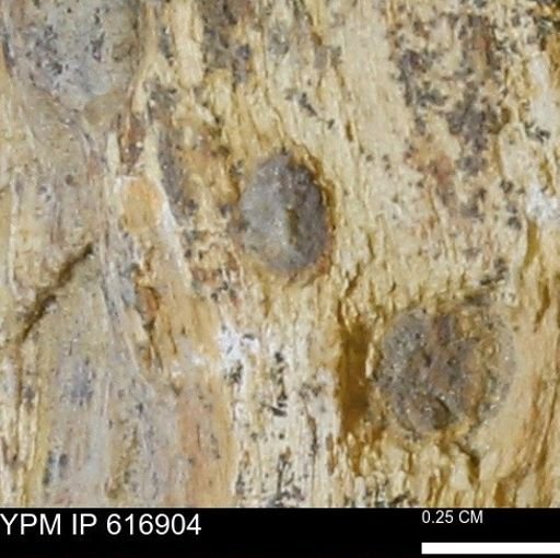 Teredo sp.