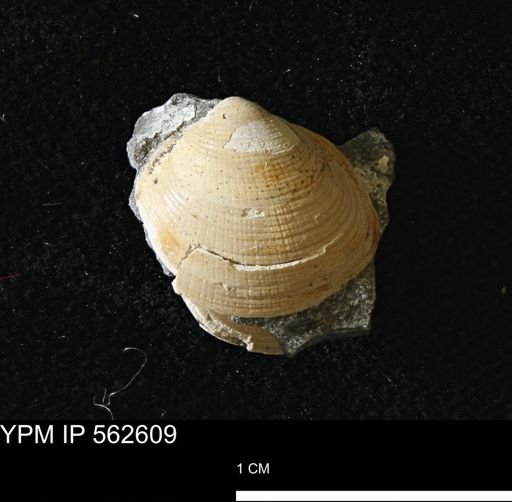 Limopsis striatopunctatus