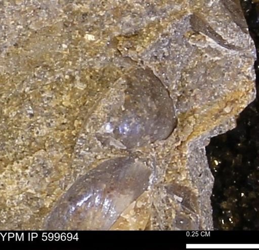 Protocardia subquadrata