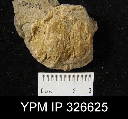 Productus sp.
