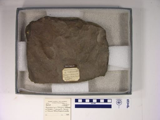 Anchisauripus cf. tuberosus