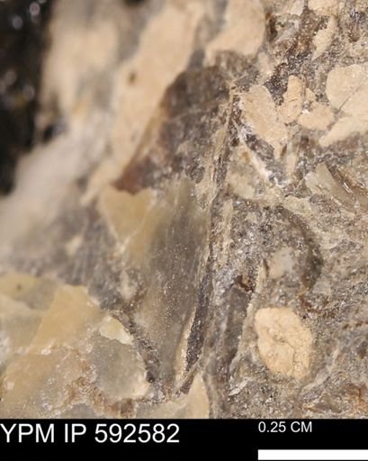 undet. Mollusca