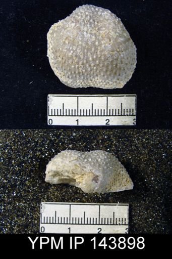 Productus (Waagenoconcha) sp.