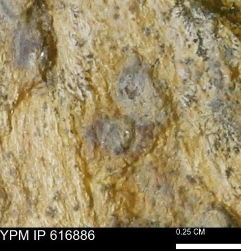 Teredo sp.