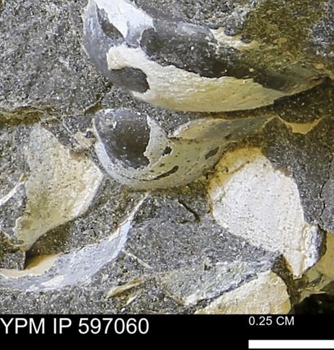 undet. Bivalvia