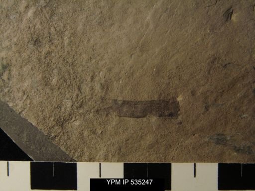 undet. Eurypterida