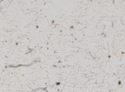 Reniera sp.