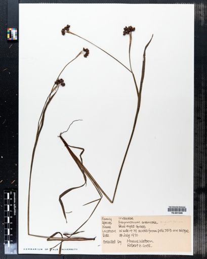 Sisyrinchium angustifolium